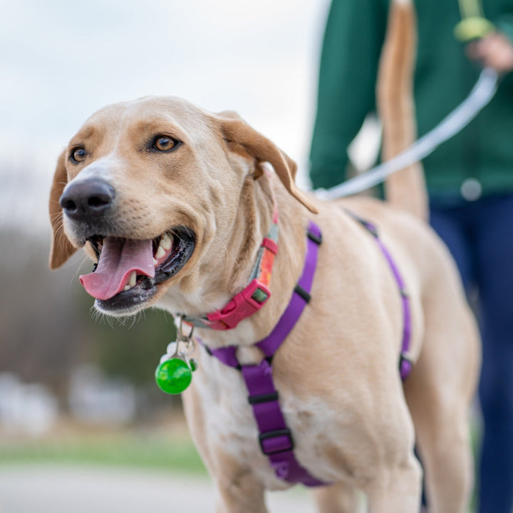 Leashes, Collars, & Harnesses