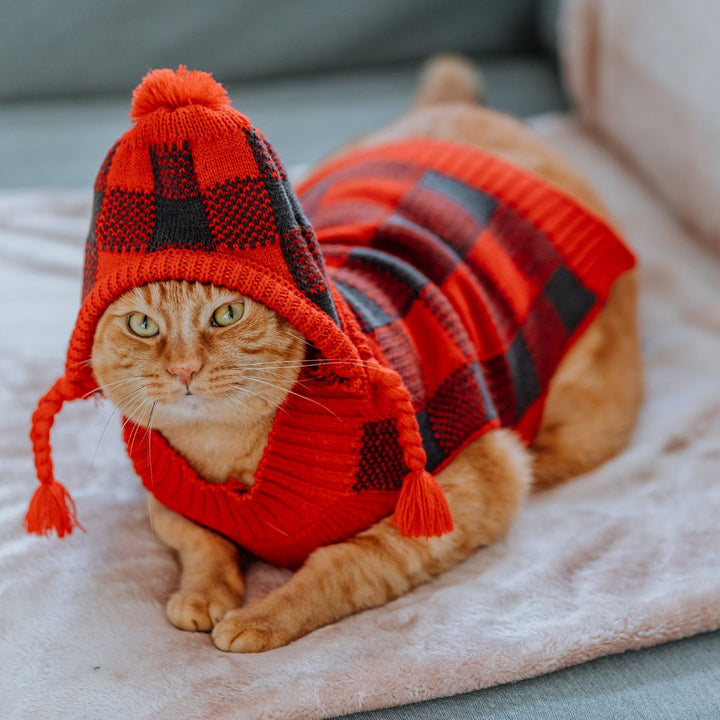 Pet Clothing & Accessories