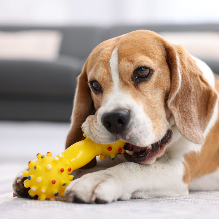 Toys & Chews