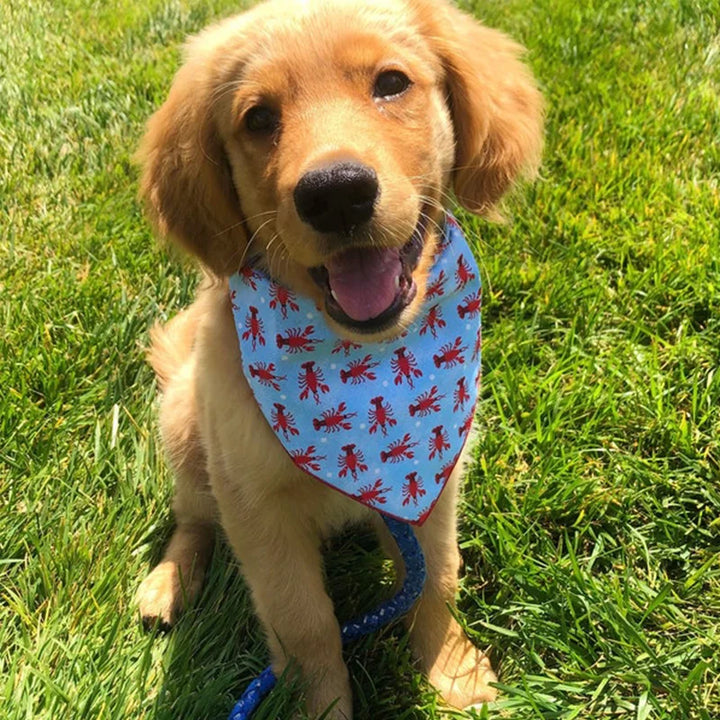 Cute Outdoor Dog Bandana Triangular Scarf for All Dogs