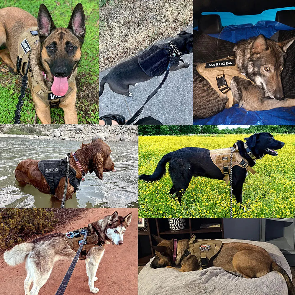 Large Dog Harness Leash Set Adjustable Training Walking Vest