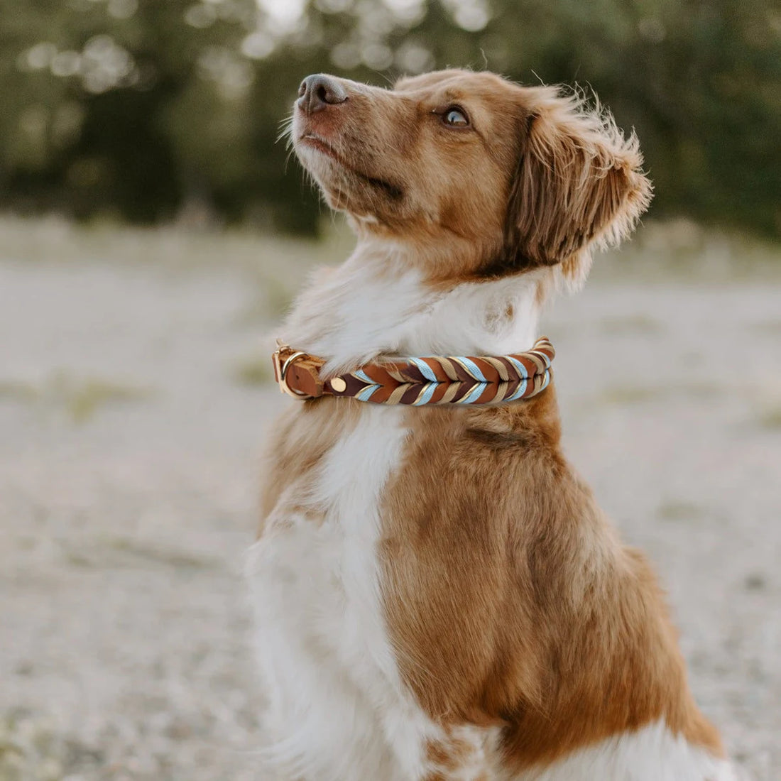 Genuine Leather Braided Nylon Dog Collar for Large Dogs