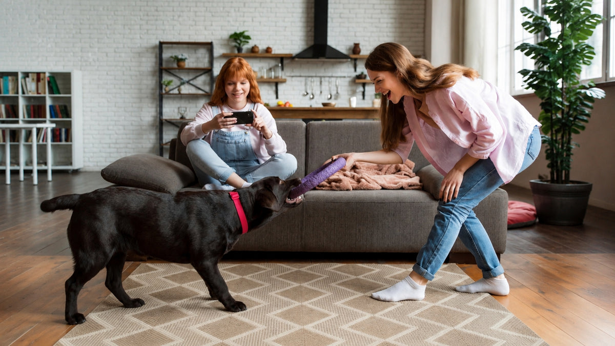 A woman and a woman sitting on a couch in a modern living room play with a black dog wearing a red collar that is attached to a purple leash.