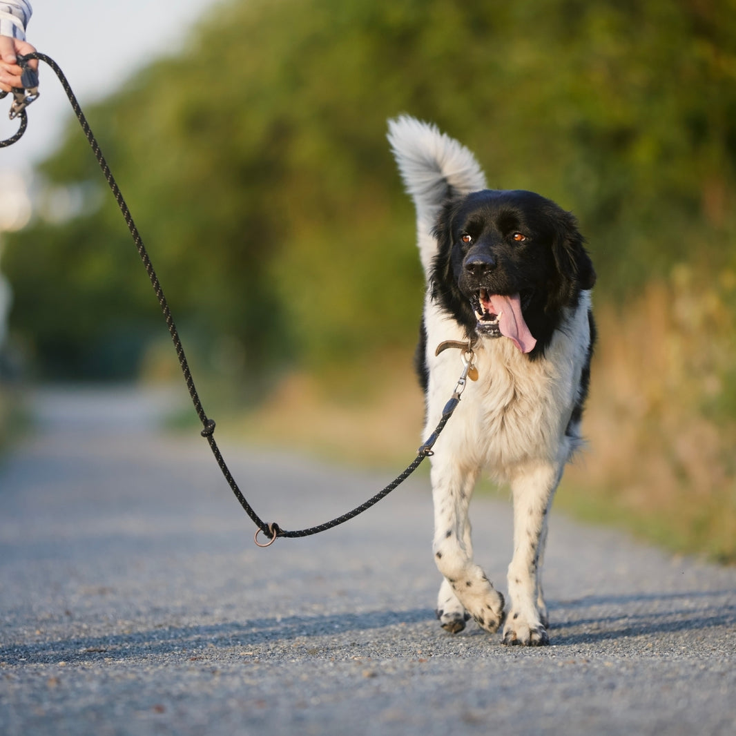 A black and white dog walking on a paved path outdoors, attached to a black leash held by a person whose hand is visible at the top left. The background is a blurred green natural setting.