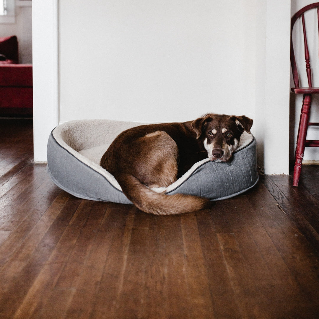 A brown and white dog rests curled up inside a round gray pet bed with a cream-colored lining, placed on a dark wood floor in a home interior.