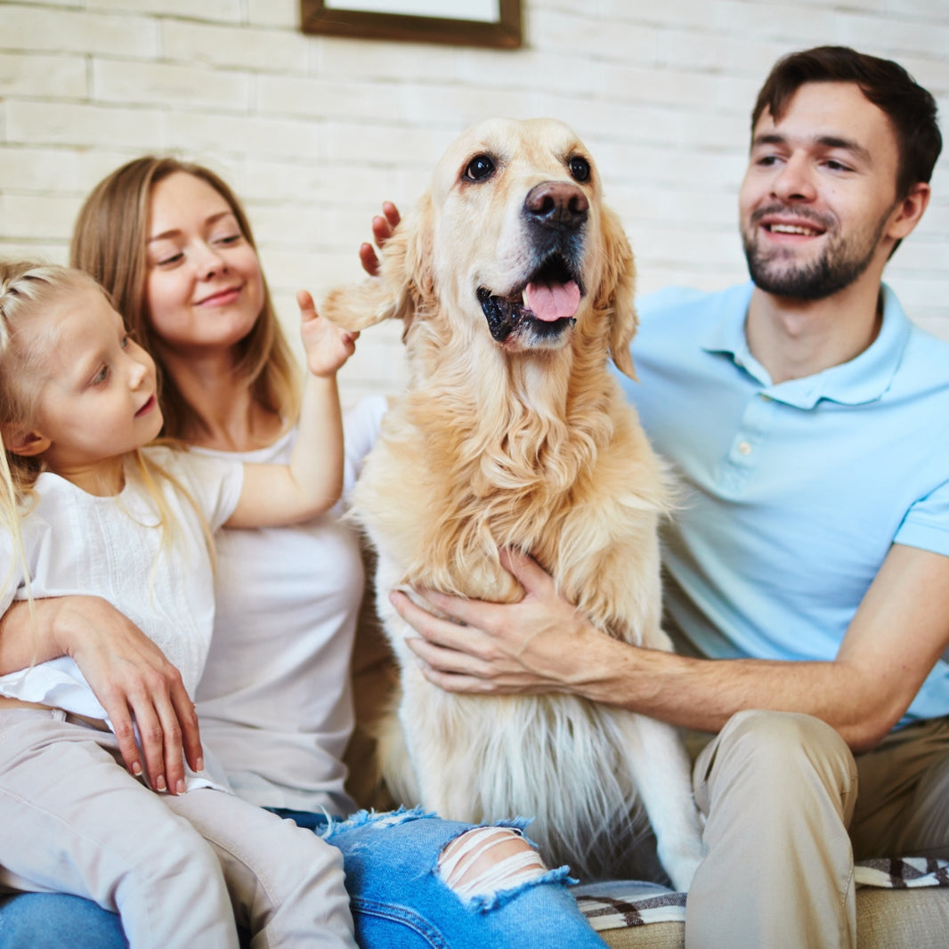 A family of four, including a man, a woman, and a young girl, sitting together with a golden retriever dog in a cozy indoor setting with a white brick wall background.