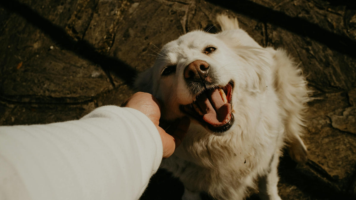 A fluffy white dog with its mouth open, looking up at a person's hand wearing a white sleeve, set against a dark textured background.