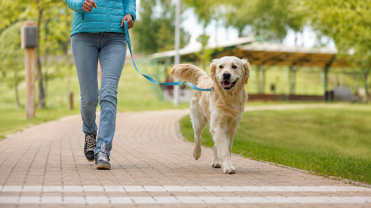 A person jogging on a paved path in a park while walking a golden retriever dog on a blue leash. The person is wearing a turquoise puffer jacket, light blue jeans, and dark sneakers.