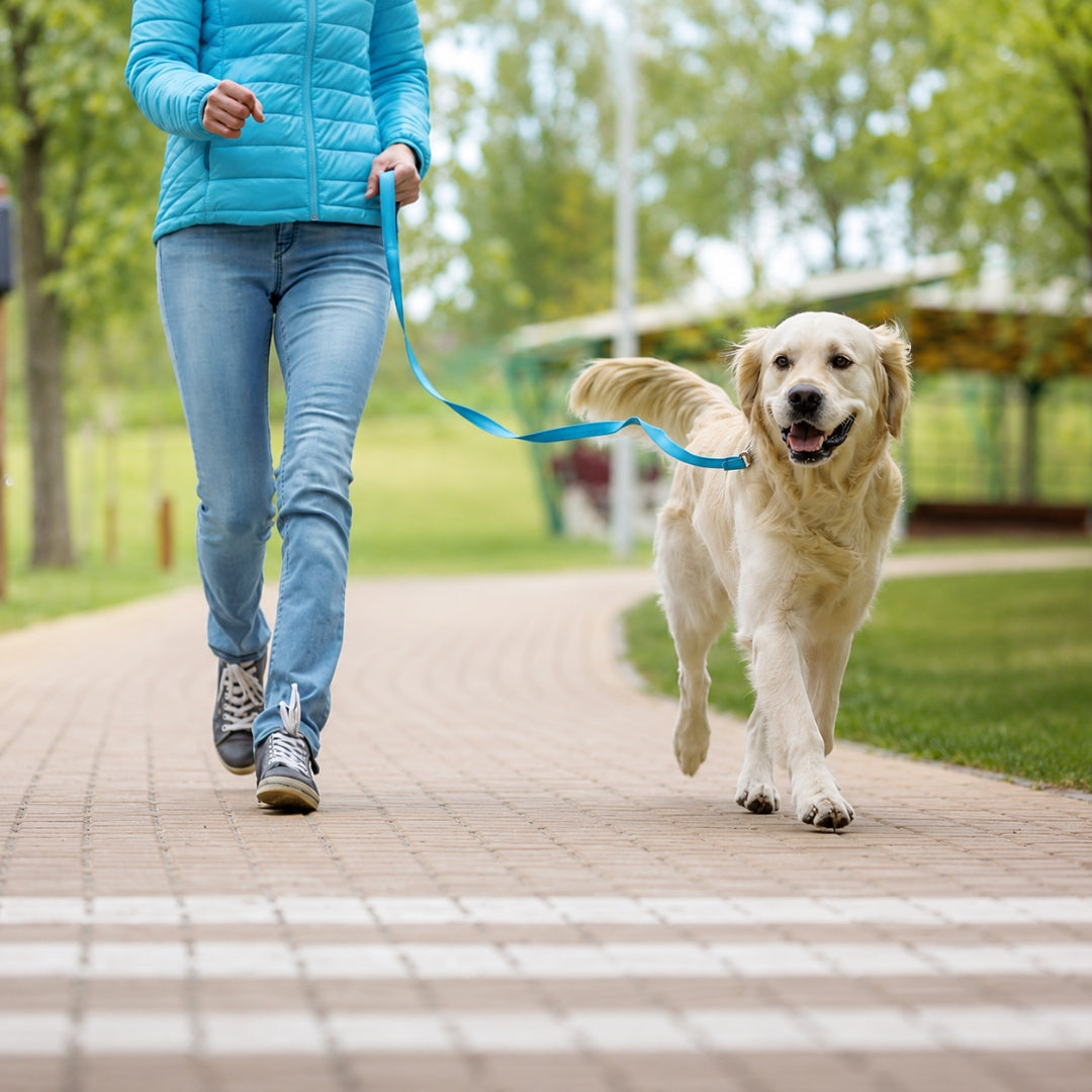 A person in a bright blue puffer jacket and light blue jeans walks a golden retriever on a blue leash along a paved path in a park.